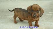 腊肠犬价格,品种、血统与地域影响全面解读